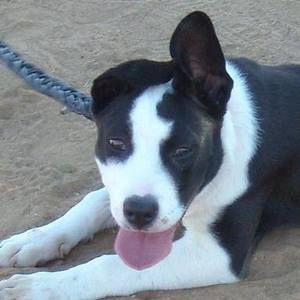 Meet your Posher, Luis